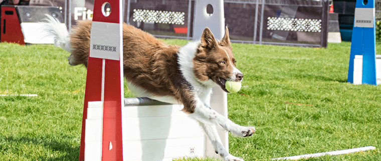 flyball chien